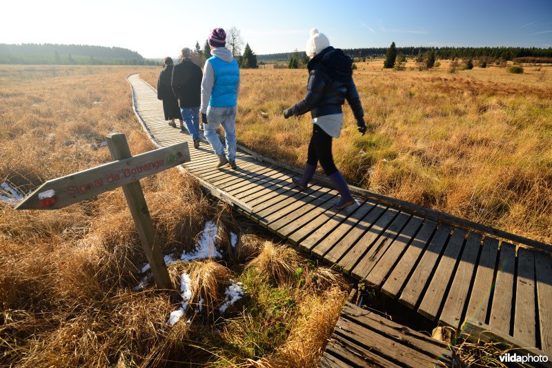 Wandelen in de Hoge Venen