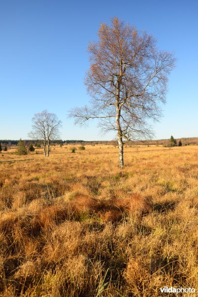 Hoge Venen