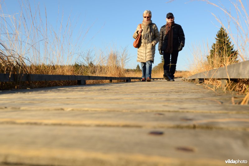 Wandelen in de Hoge Venen