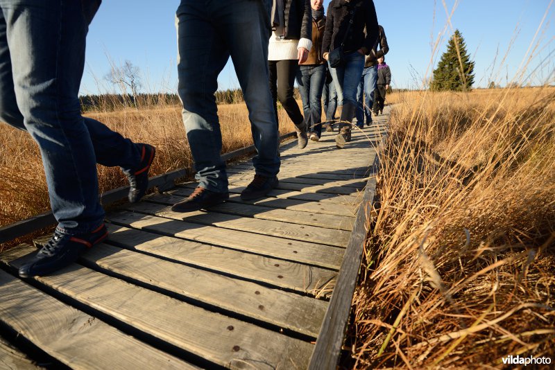 Wandelen in de Hoge Venen