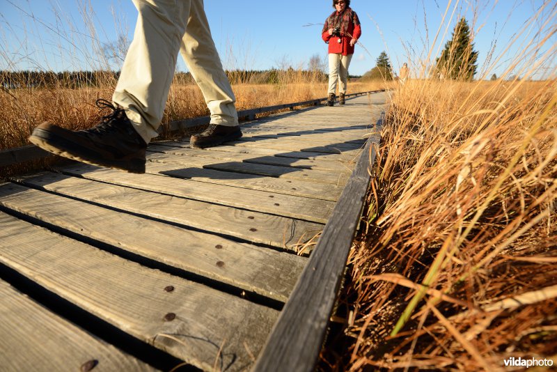 Wandelen in de Hoge Venen