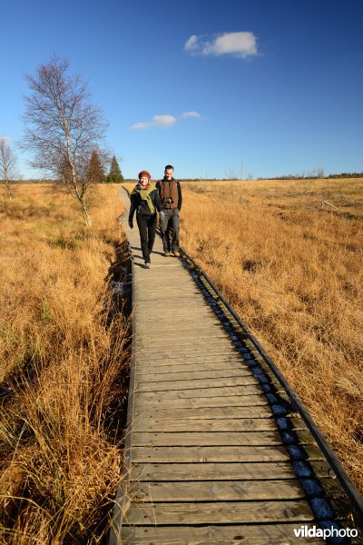 Wandelen in de Hoge Venen