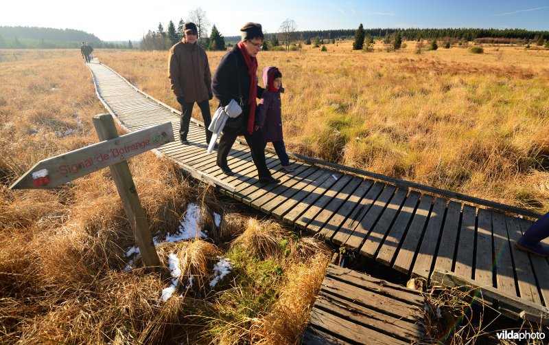 Wandelen in de Hoge Venen