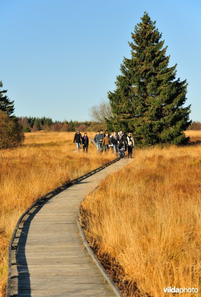 Wandelen in de Hoge Venen