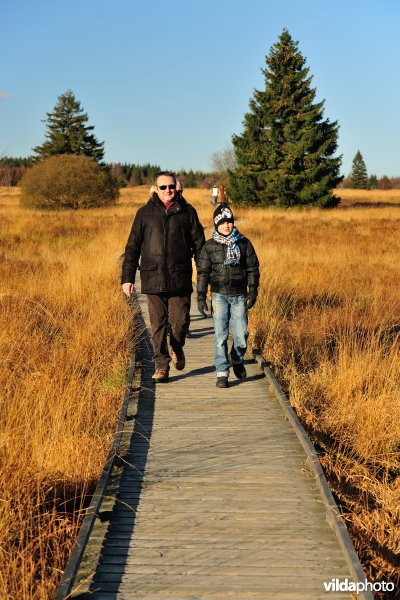Wandelen in de Hoge Venen