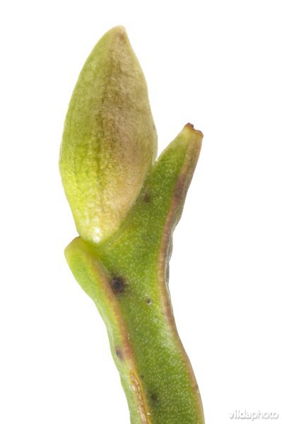 Knop van Blauwe bosbes