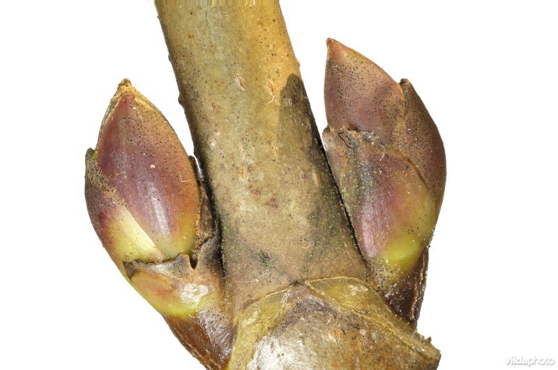 Knop van Noorse esdoorn