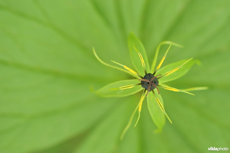 Eenbes in het Hallerbos