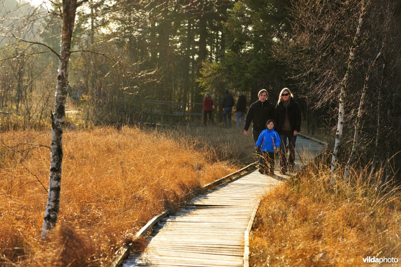 Wandelen in de Hoge Venen
