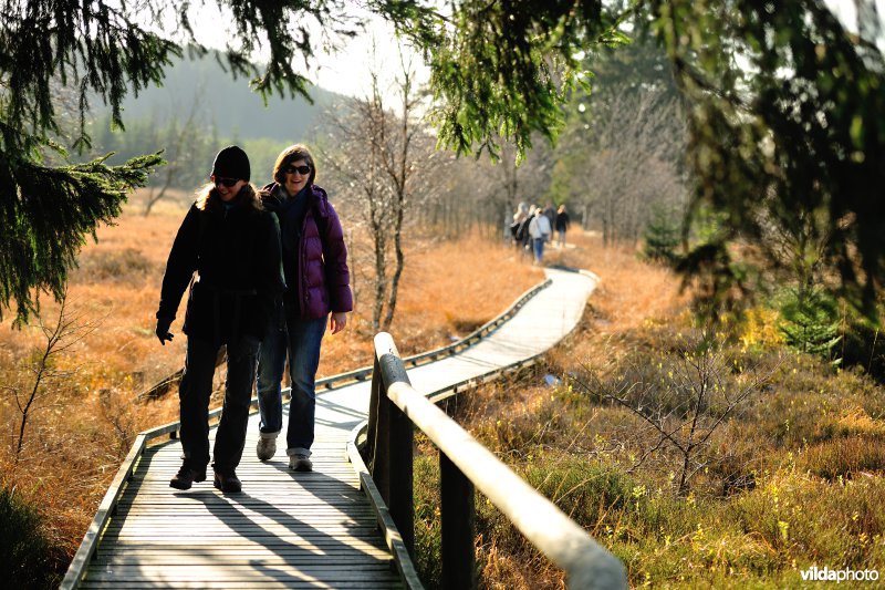 Wandelen in de Hoge Venen