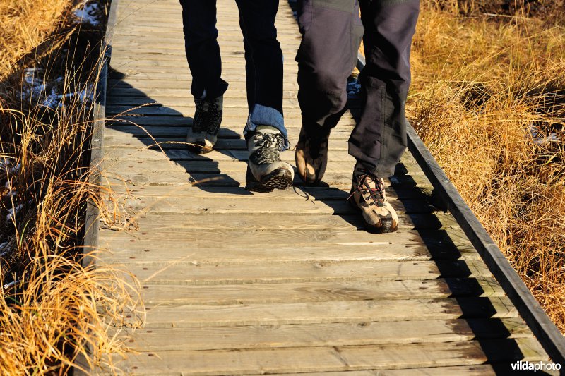 Wandelen in de Hoge Venen