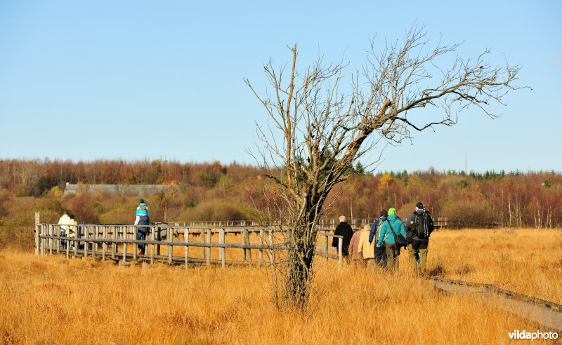 Wandelen in de Hoge Venen