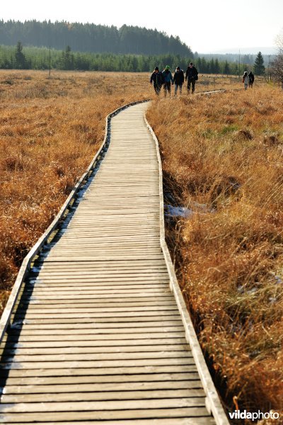 Wandelen in de Hoge Venen