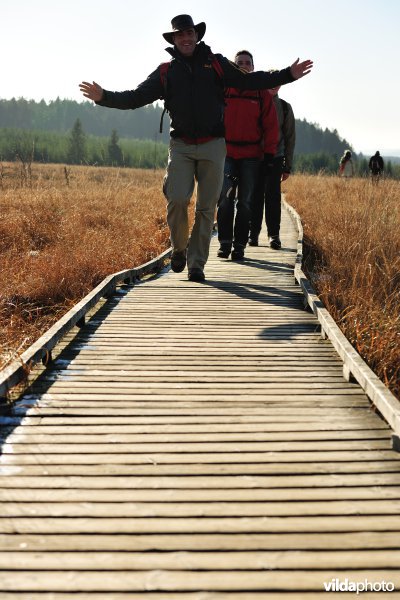 Wandelen in de Hoge Venen