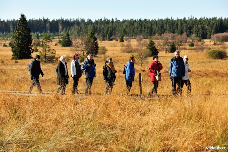 Wandelen in de Hoge Venen