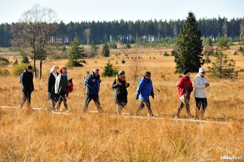 Wandelen in de Hoge Venen