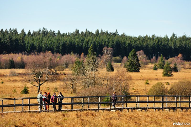 Wandelen in de Hoge Venen