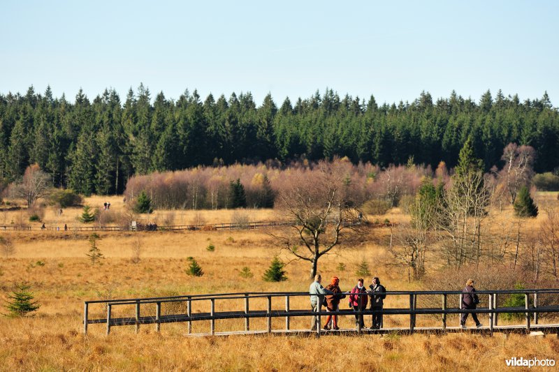 Wandelen in de Hoge Venen
