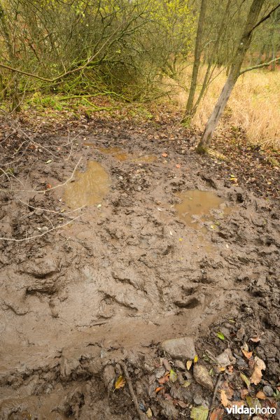Zwoelplek van everzwijnen