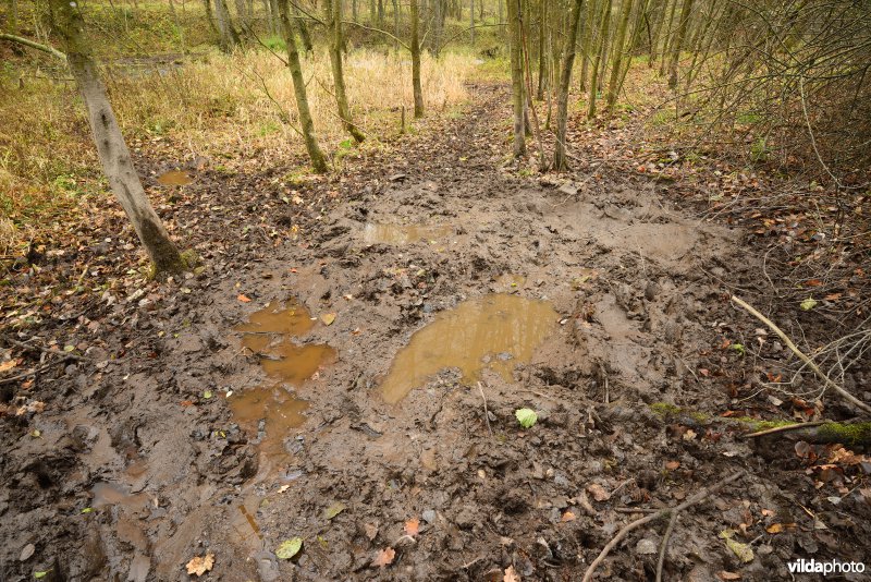 Zwoelplek van everzwijnen