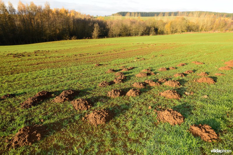 Molshopen in een grasland