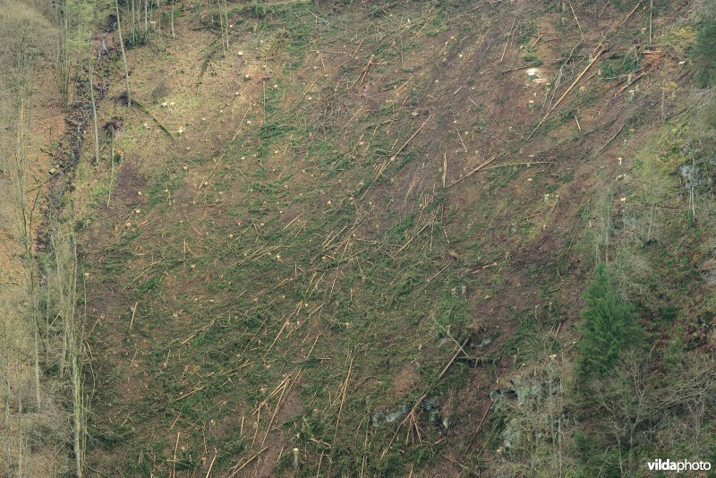 Kapvlakte in de Ardennen