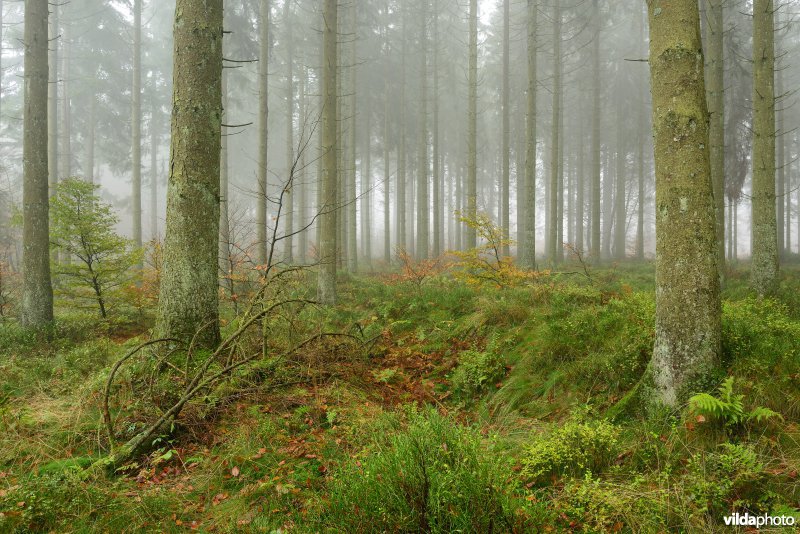 Plateau des Tailles