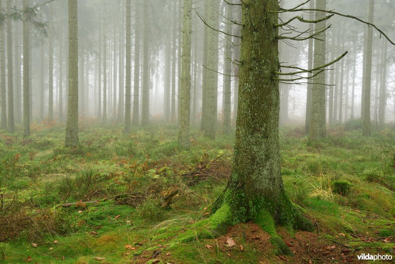Plateau des Tailles