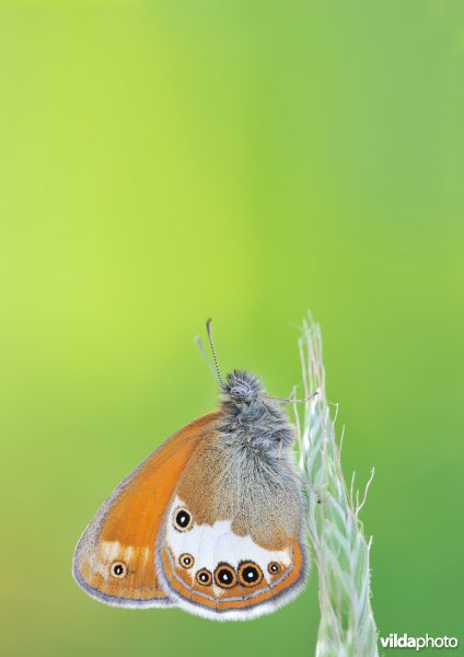 Tweekleurig hooibeestje
