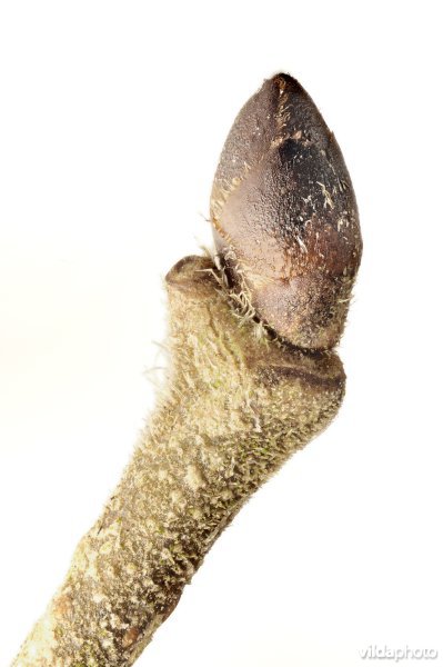 Knop van Gladde iep