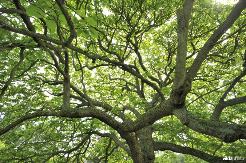 Trompetboom