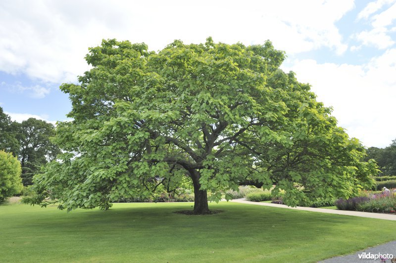 Trompetboom