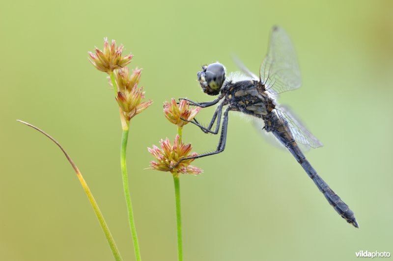 Zwarte heidelibel