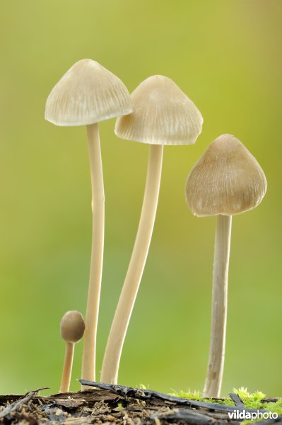 Mycena
