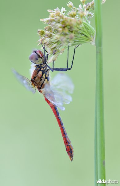 Bloedrode heidelibel