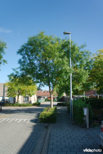Honingboom