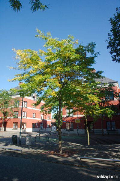 Gleditsia triacanthos Shademaster
