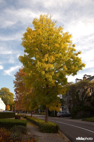 Fraxinus angustifolia Raywood