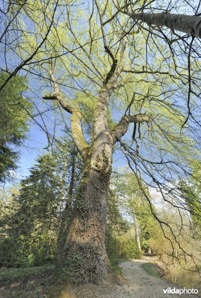 Tulpenboom