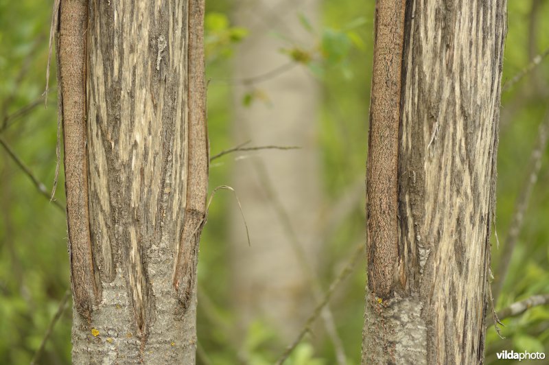 Wildschade door herten