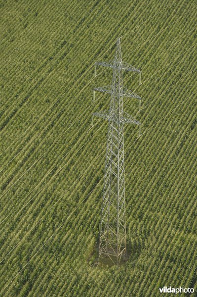 Hoogspanningsmast in een maïsveld