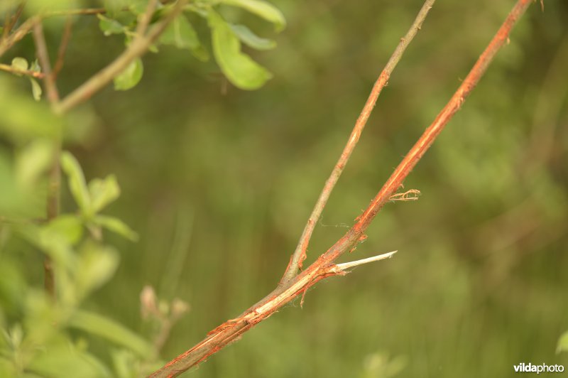 Vraatschade door ree