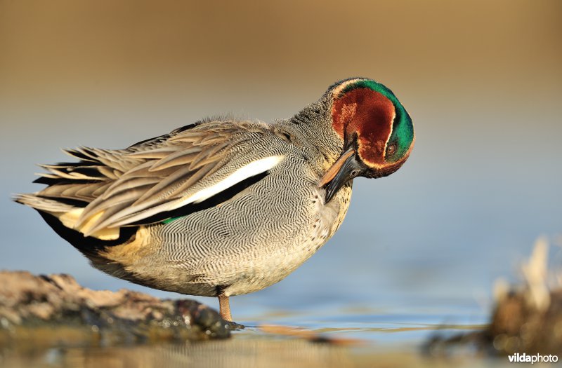 Poetsende Wintertaling