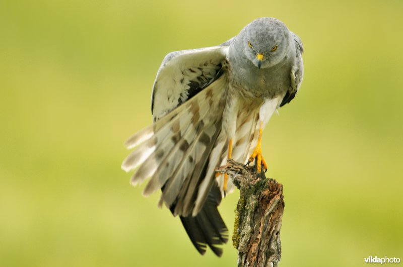 Stretchende Grauwe Kiekendief