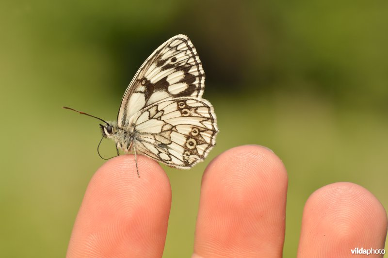 Dambordje op vinger