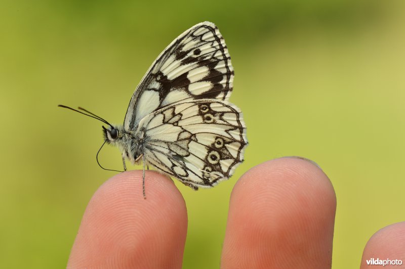 Dambordje op vinger