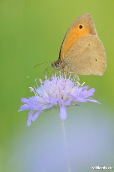 Bruin zandoogje