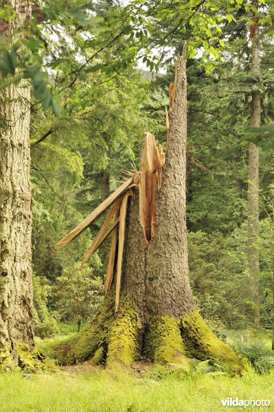 Windschade aan Fijnspar