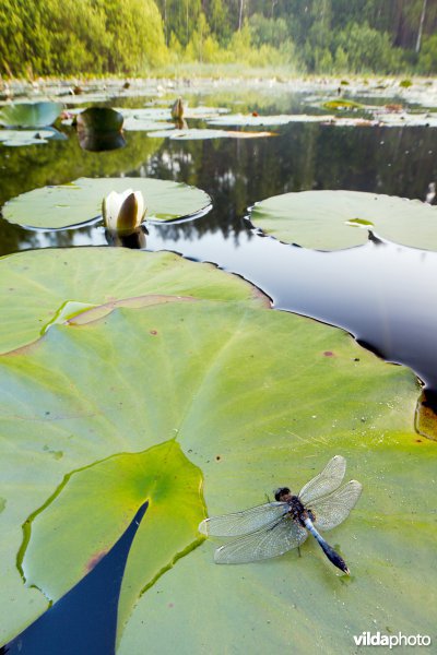 Sierlijke witsnuitlibel op waterlelies