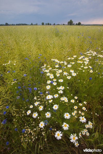 Bloemrijke akker